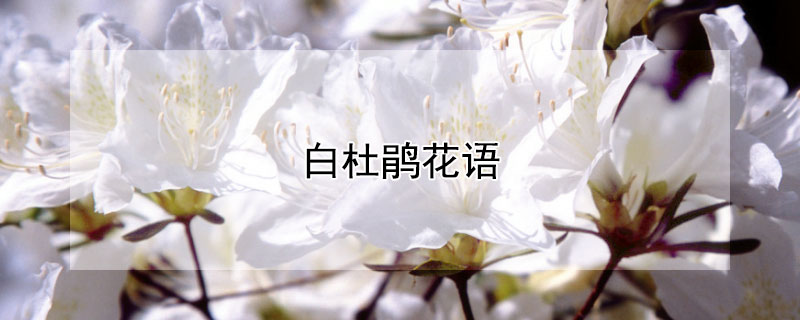 白杜鵑花語(yǔ)