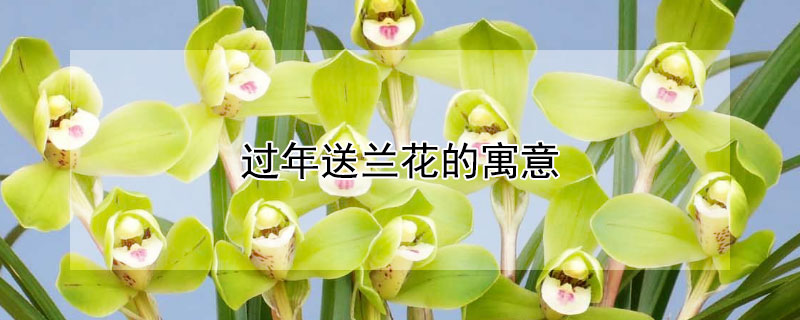 過(guò)年送蘭花的寓意