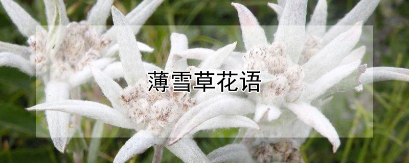 薄雪草花語(yǔ)