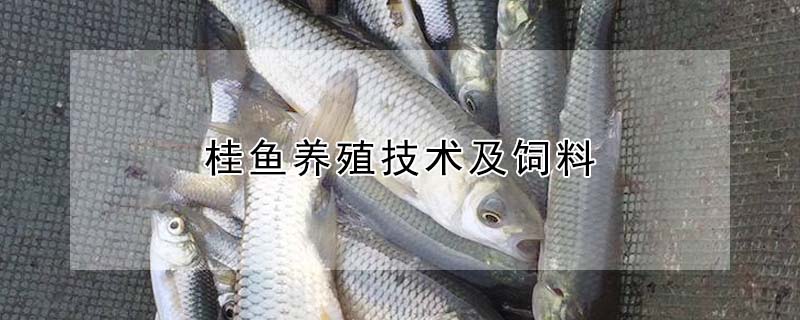 桂魚養(yǎng)殖技術(shù)及飼料