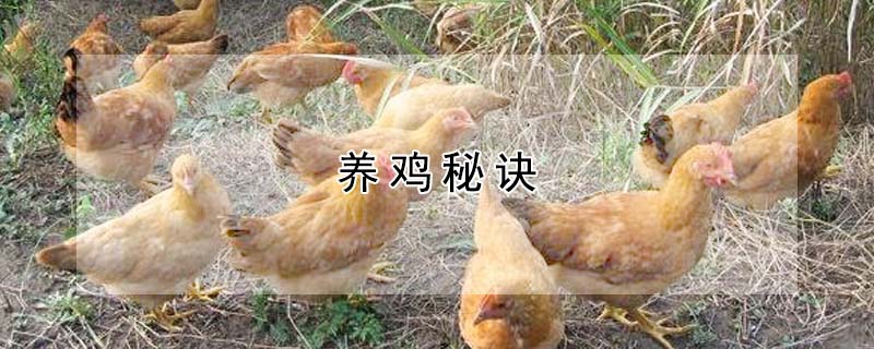 養(yǎng)雞秘訣