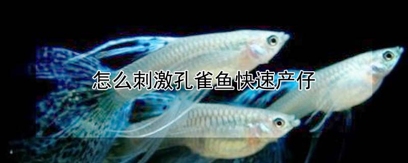 怎么刺激孔雀魚快速產仔