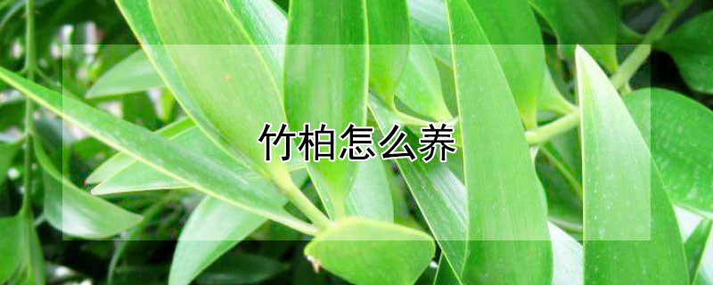 竹柏怎么養(yǎng)