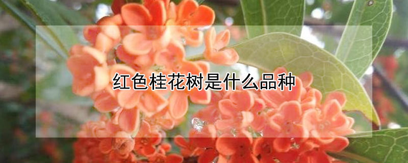 紅色桂花樹(shù)是什么品種