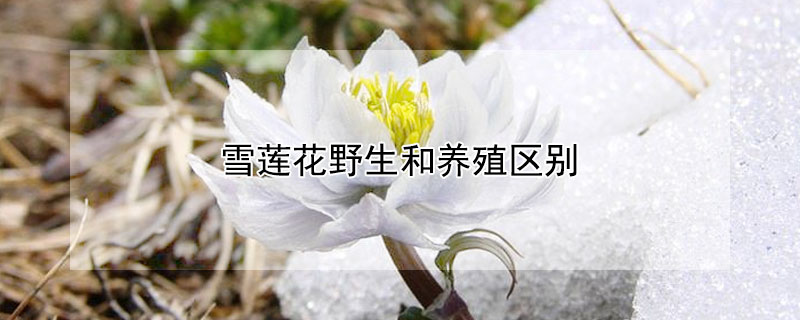 雪蓮花野生和養(yǎng)殖區(qū)別