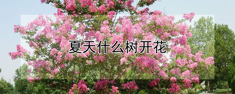 夏天什么樹開花