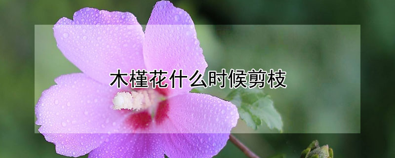 木槿花什么時(shí)候剪枝