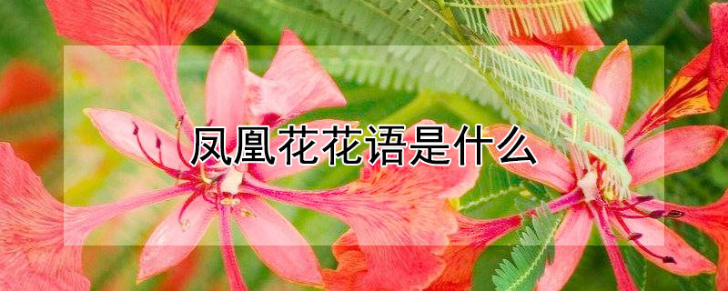 鳳凰花花語(yǔ)是什么