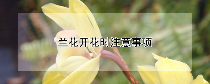 蘭花開花時注意事項