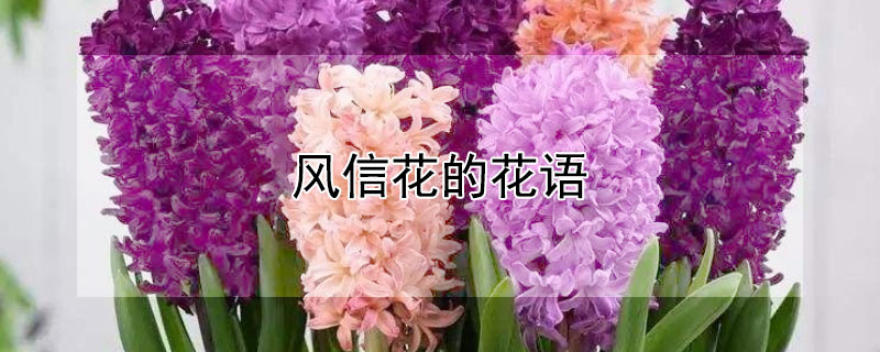 風信花的花語