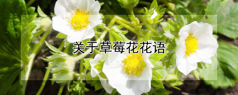 關(guān)于草莓花花語(yǔ)