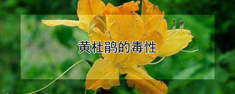 黃杜鵑的毒性