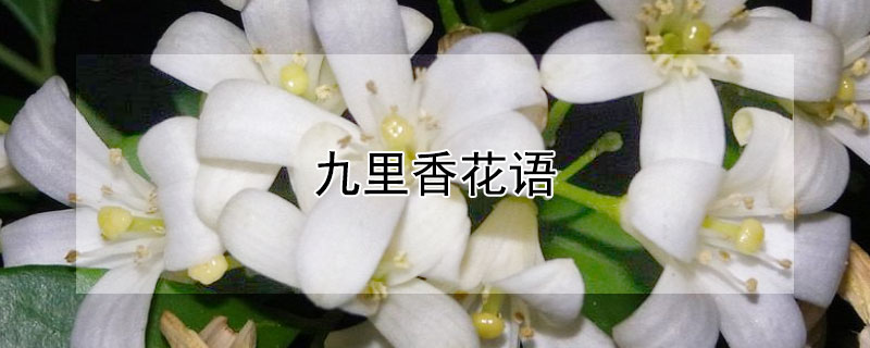 九里香花語