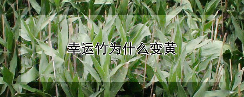 幸運(yùn)竹為什么變黃