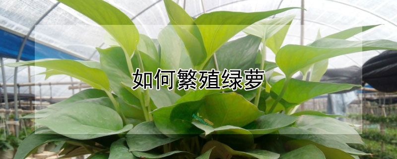 如何繁殖綠蘿