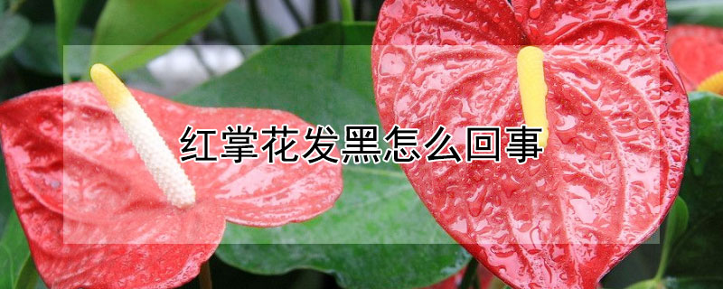 紅掌花發(fā)黑怎么回事