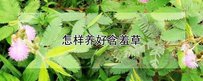 怎樣養好含羞草