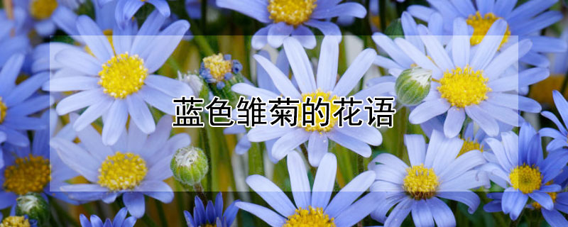 藍色雛菊的花語