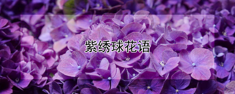 紫繡球花語