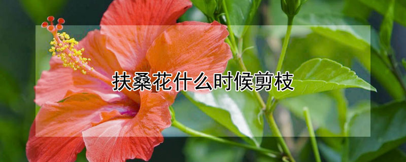 扶桑花什么時候剪枝