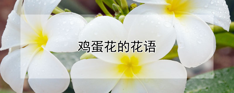 雞蛋花的花語(yǔ)