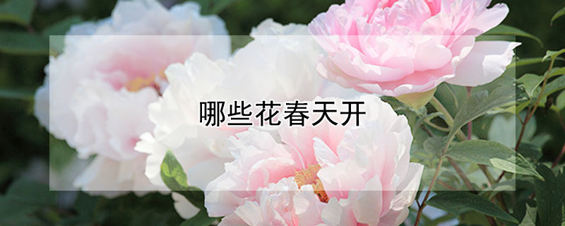 哪些花春天開