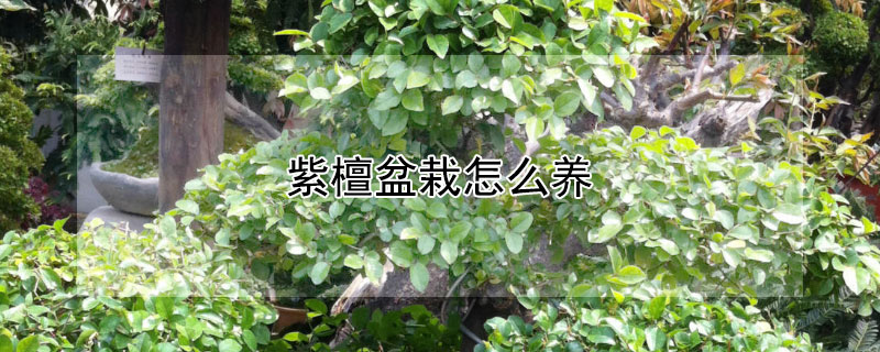 紫檀盆栽怎么養(yǎng)