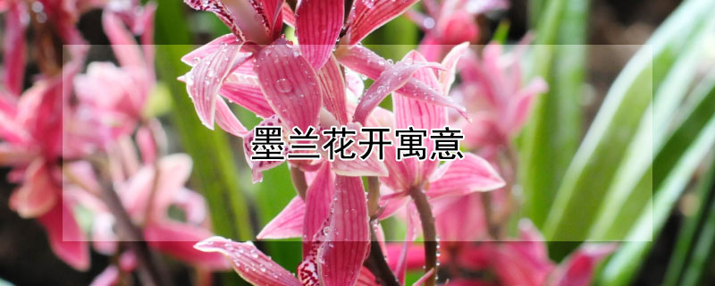 墨蘭花開寓意