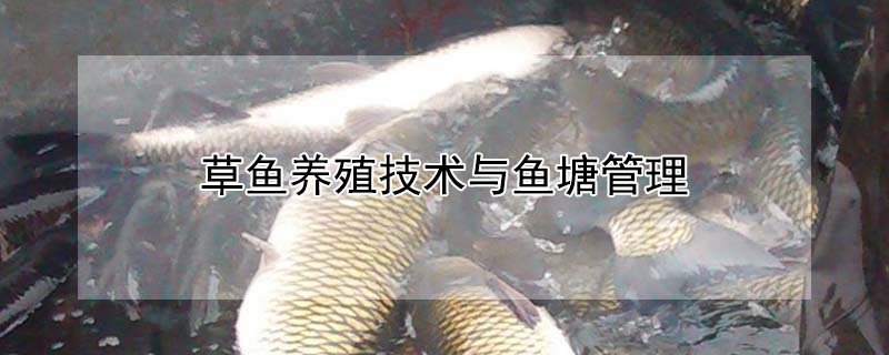 草魚養殖技術與魚塘管理