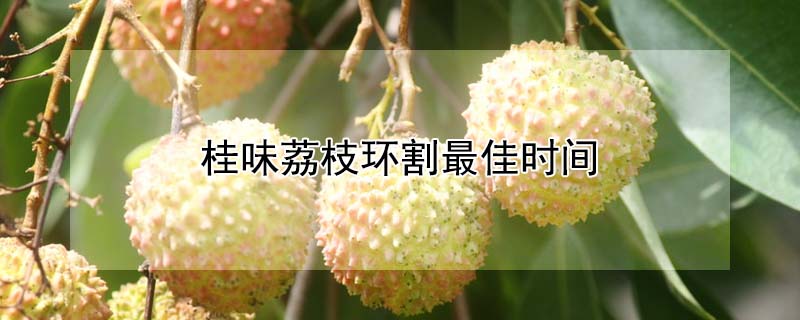 桂味荔枝環(huán)割最佳時(shí)間