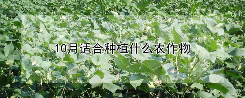 10月適合種植什么農作物