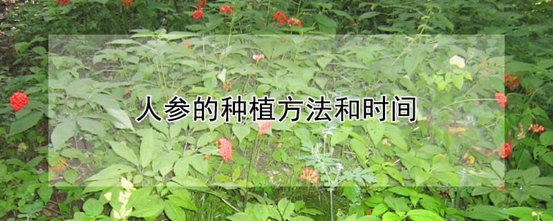 人參的種植方法和時間