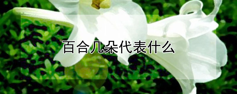 百合幾朵代表什么