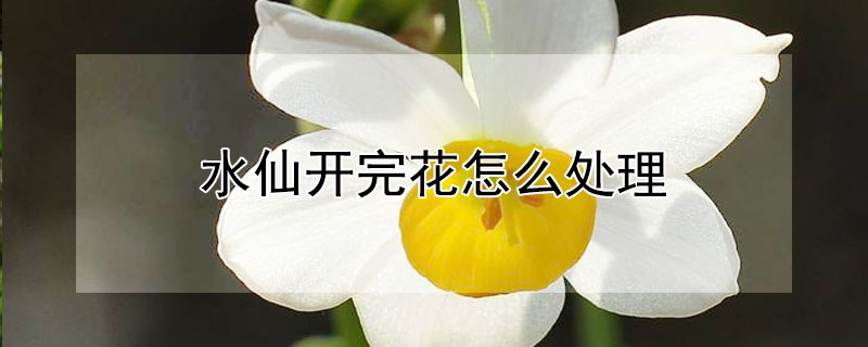 水仙開(kāi)完花怎么處理