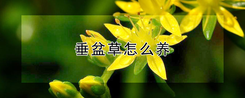 垂盆草怎么養(yǎng)