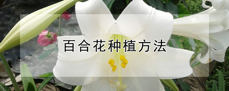 百合花種植方法