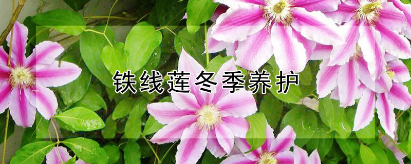 鐵線蓮冬季養(yǎng)護