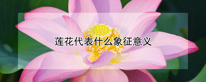 蓮花代表什么象征意義