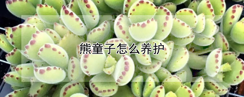 熊童子怎么養護