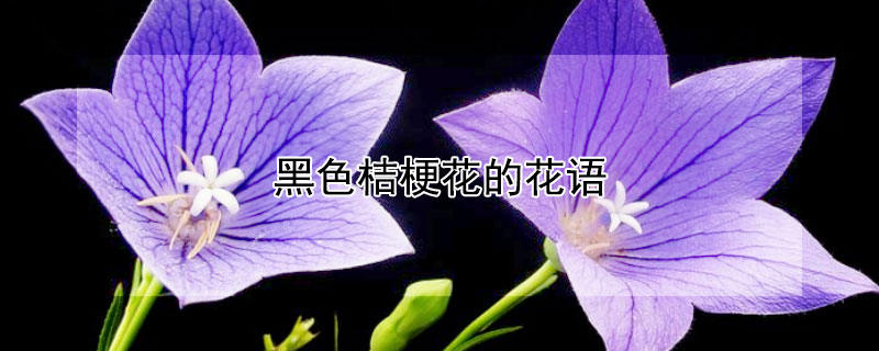 黑色桔梗花的花語(yǔ)