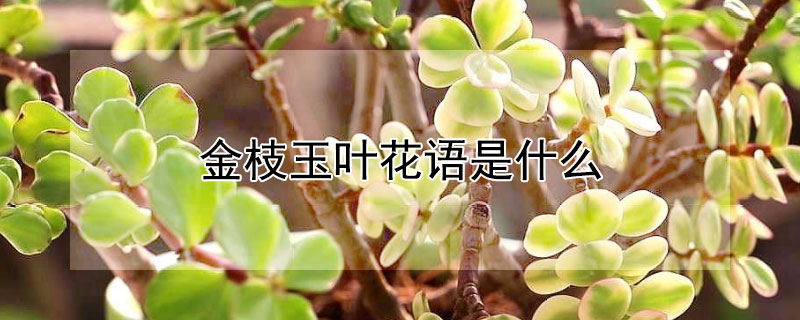 金枝玉葉花語(yǔ)是什么