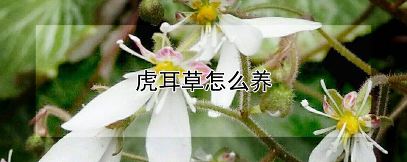 虎耳草怎么養(yǎng)