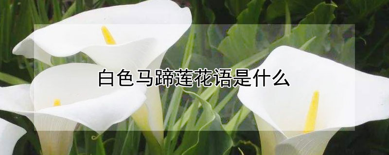 白色馬蹄蓮花語(yǔ)是什么