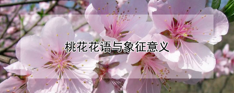 桃花花語與象征意義