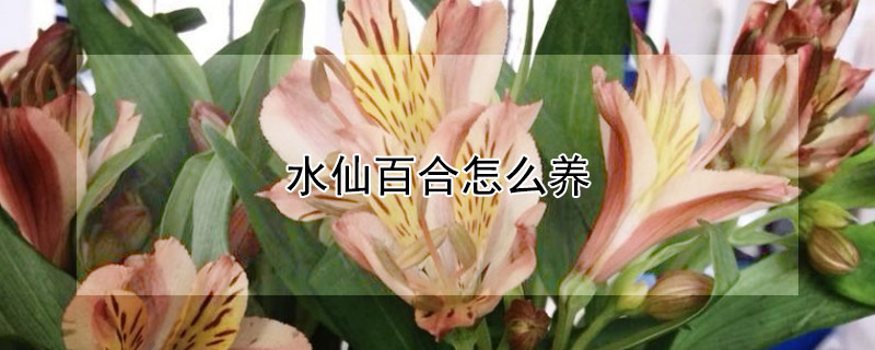 水仙百合怎么養