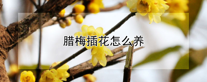 臘梅插花怎么養(yǎng)