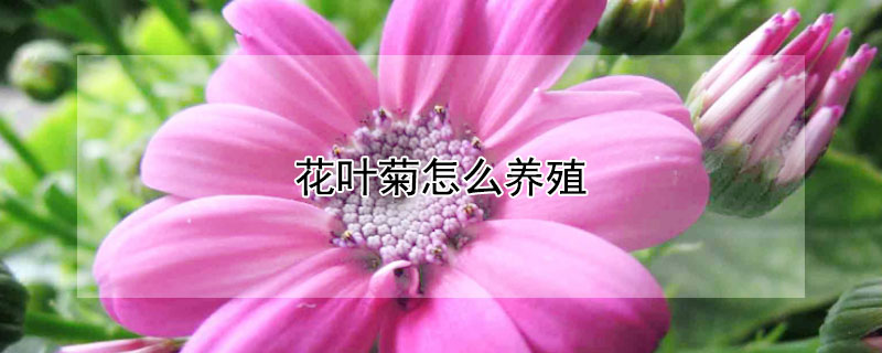 花葉菊怎么養殖