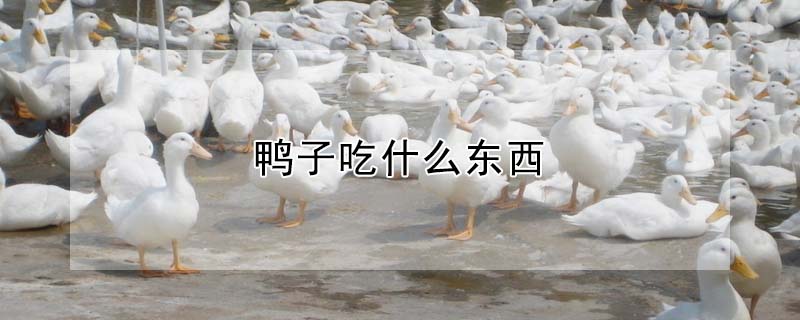 鴨子吃什么東西