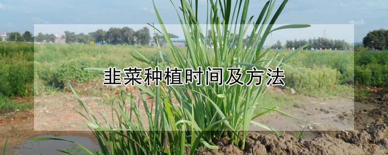 韭菜種植時間及方法