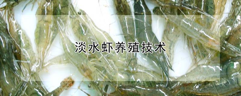 淡水蝦養(yǎng)殖技術(shù)